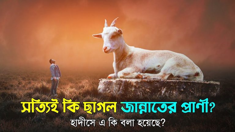 সূল সাল্লাল্লাহু আলাইহি ওয়া সাল্লাম বলেন, "তোমারা ছাগলের কদর করো এবং তার শরীরের ধুলোমাটি ঝেড়ে দাও। কারণ ছাগল জান্নাতি প্রাণী, ছাগল কী জান্নাতের প্রাণী!