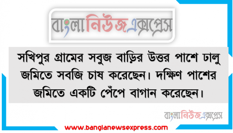 সখিপুর গ্রামের সবুজ বাড়ির উত্তর পাশে ঢালু জমিতে সবজি চাষ করেছেন। দক্ষিণ পাশের জমিতে একটি পেঁপে বাগান করেছেন