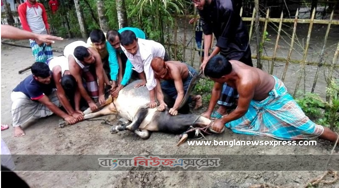 কুরবানি : একটি গুরুত্বপূর্ণ ইবাদত, কুরবানীর ঈদ- শিক্ষা ও গুরুত্ব