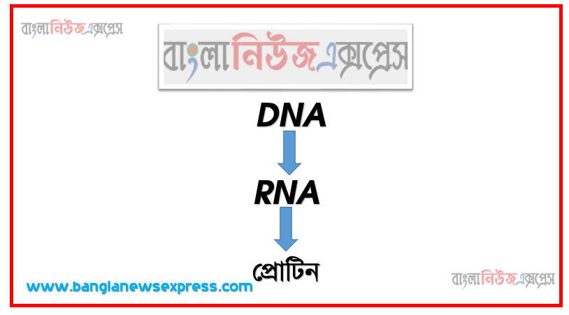 DNA RNA প্রোটিন, DNA এর সচিত্র ভৌত গঠন, চিত্রসহ DNA থেকে RNA তৈরির প্রক্রিয়া, চিত্রসহ RNA থেকে প্রােটিন তৈরির প্রক্রিয়া