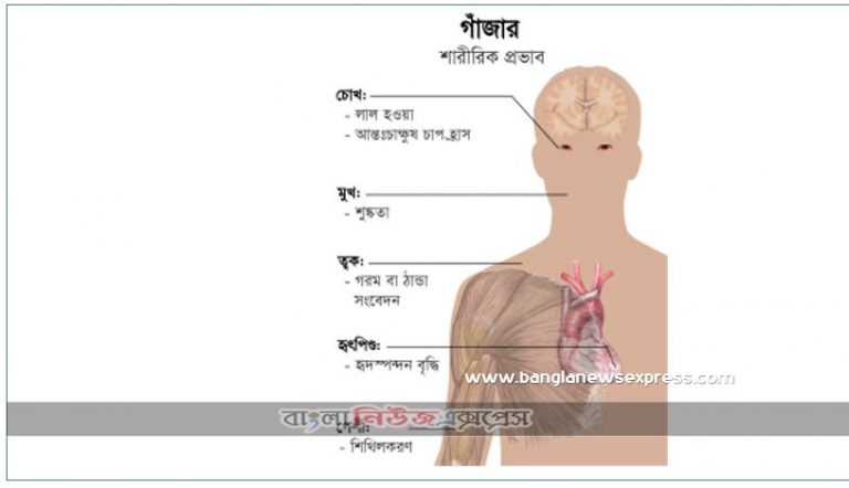 গাঁজা খেলে কী কী ক্ষতি হয়?,গাঁজা খেলে বৃদ্ধি পায় যৌন ক্ষমতা, গাঁজা খেলে সেরে যায় অনেক রোগ বলছে গবেষনা,গাজা খাওয়ার উপকার এবং অপকার কী কী?,পরিমাণ মতো গাঁজা সেবনে অনেক উপকার