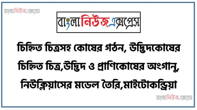 চিহ্নিত চিত্রসহ কোষের গঠন, উদ্ভিদকোষের চিহ্নিত চিত্র,উদ্ভিদ ও প্রাণিকোষের অংগানু, নিউক্লিয়াসের মডেল তৈরি,মাইটোকন্ড্রিয়া, উদ্ভিদ ও প্রাণী কোষের পার্থক্যকারী প্রধান বৈশিষ্ট্য ব্যাখ্যা করতে পারবে, উদ্ভিদ ও প্রাণী কোষের চিহ্নিত অঙ্কন করতে পারবে