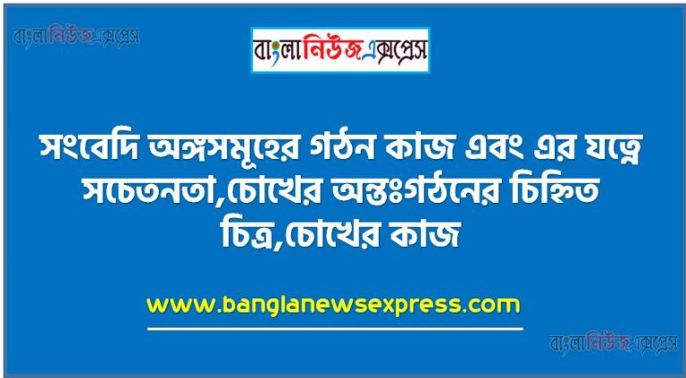 সংবেদি অঙ্গসমূহের গঠন কাজ এবং এর যত্নে সচেতনতা,চোখের অন্তঃগঠনের চিহ্নিত চিত্র,চোখের কাজ,কানের কাজ ও যত্ন,স্বাদ ইন্দ্রিয়,সংবেদি অঙ্গসমূহের কাজ ব্যাখ্যা করতে পারবে।, সংবেদি অঙ্গের যত্ন নেওয়ার কৌশল ব্যাখ্যা করতে পারবে।,সংবেদি অঙ্গের যত্নের বিষয়ে নিজে সচেতন হবে ও অন্যকে সচেতন করবে।,চোখের অন্তঃগঠনের চিহ্নিত চিত্র,চোখের কাজ,কানের কাজ ও যত্ন,স্বাদ ইন্দ্রিয়