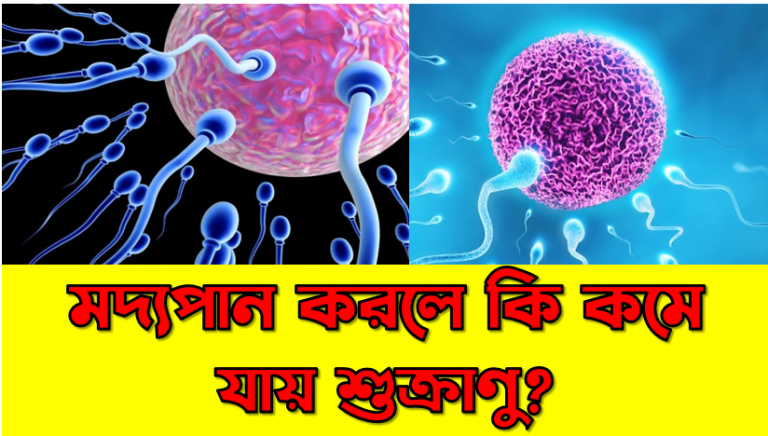 মদ্যপান করলে কি কমে যায় শুক্রাণু?, মদ খেলে কি কমে যায় শুক্রাণু?,ধূমপান করলে কি কমে যায় বীর্য, অ্যালকোহল কি কমে যায় শুক্রাণু?