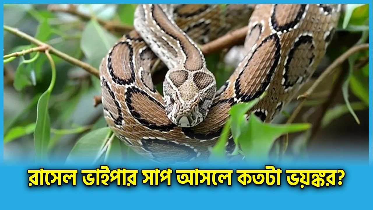 রাসেলস ভাইপার আতঙ্ক কী সত্যিই উদ্বেগের নাকি অহেতুক?, রাসেলস ভাইপার আতঙ্ক গুজব ও বাস্তবতা, রাসেল ভাইপার নিয়ে গুজব আর ভুল ধারণা আতঙ্ক নয় জেনে রাখুন